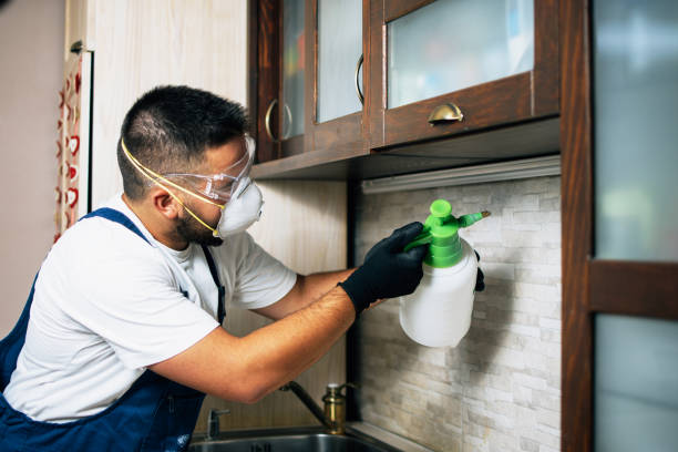 Best Wasp Removal Services  in Waurika, OK